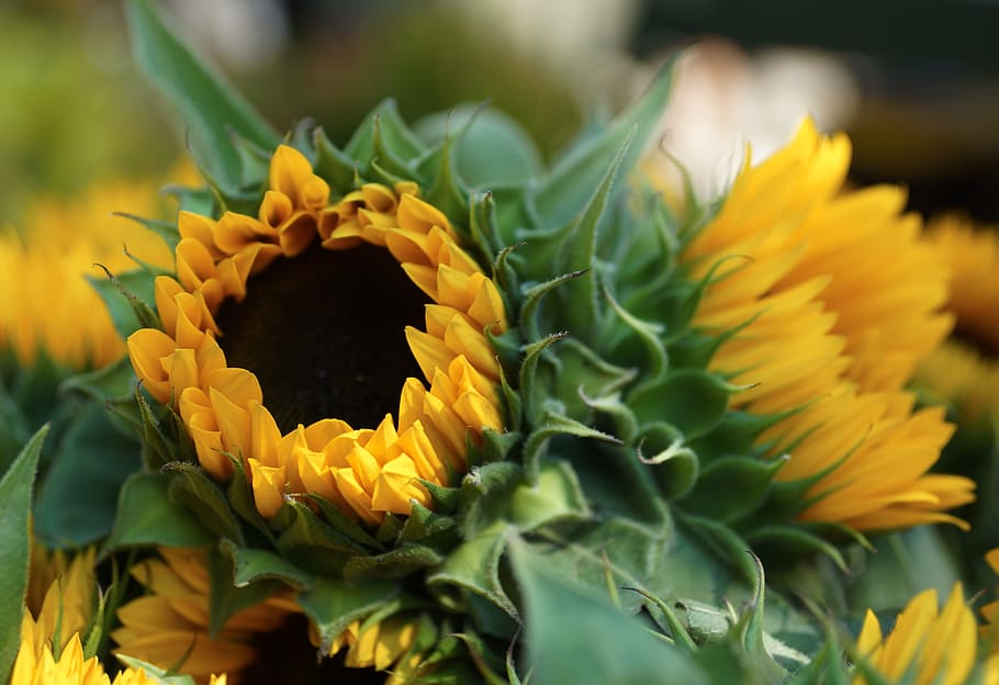sunflower, yellow, bloom, summer, bouquet, flowering plant HD wallpaper