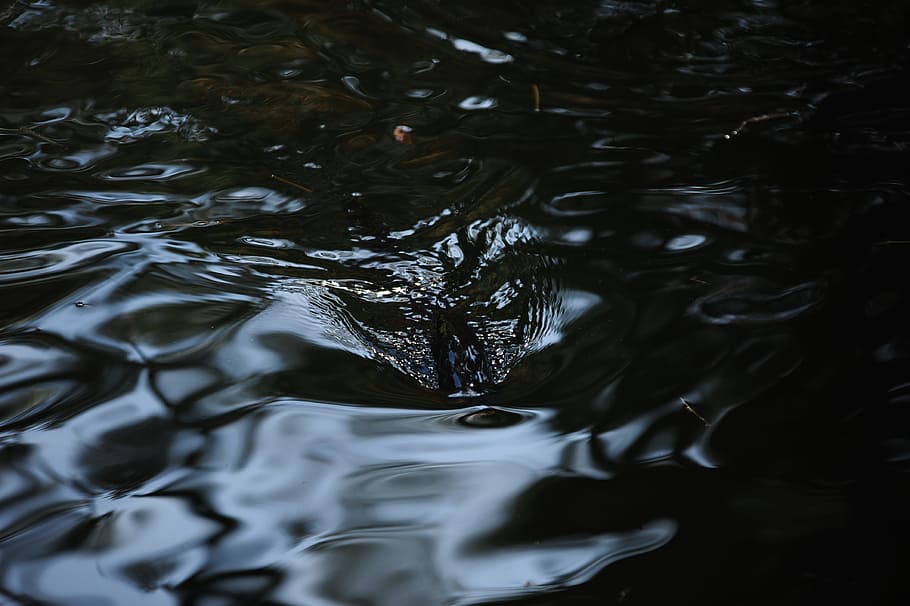 river, ruffling, shade, water, waterfront, rippled, motion HD wallpaper