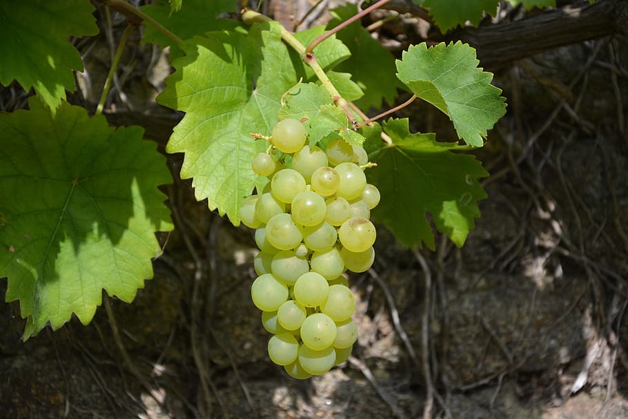 vine, grape, cluster, fruit, vineyard, white grape, nature HD wallpaper