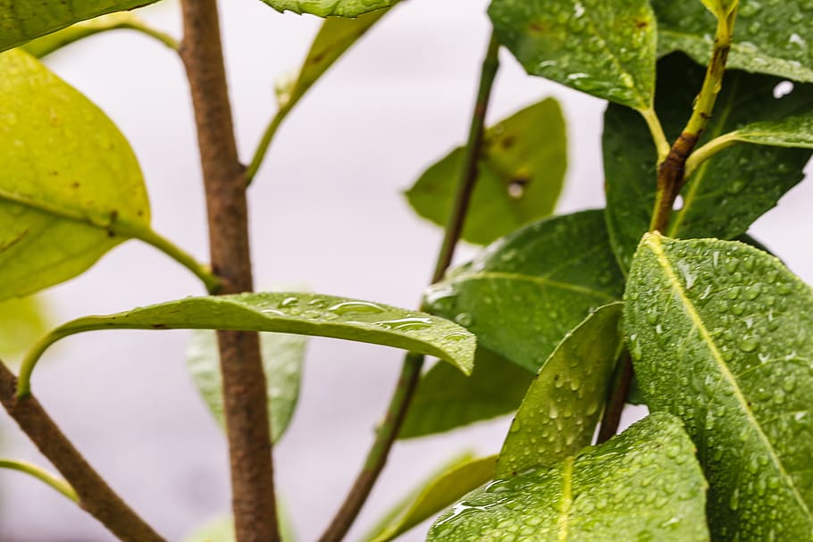 leaf, nature, green, water drop, plant part, growth, green color HD wallpaper