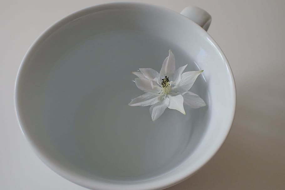 white ceramic cup filled with water, blossom, bloom, coffee HD wallpaper