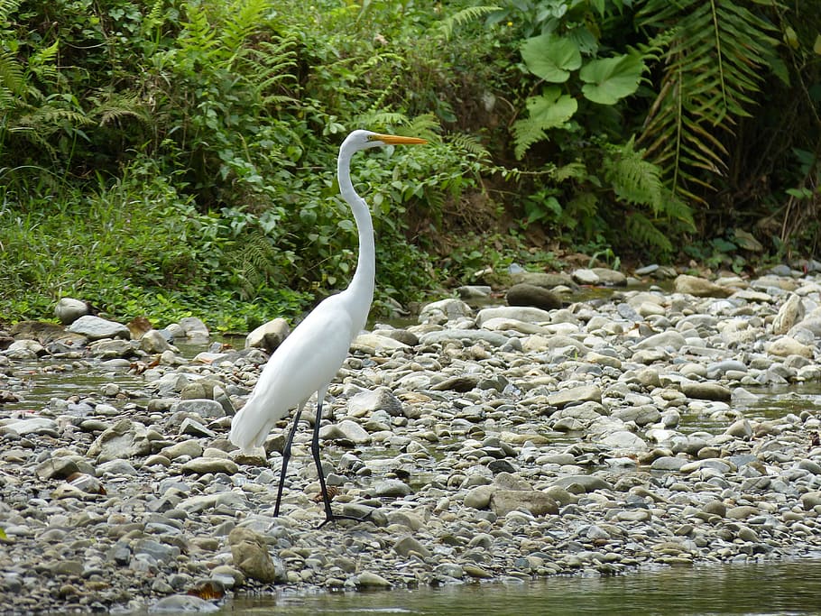 Heron, Bird, Water, River, Scree, rainforest, costa rica, central america HD wallpaper