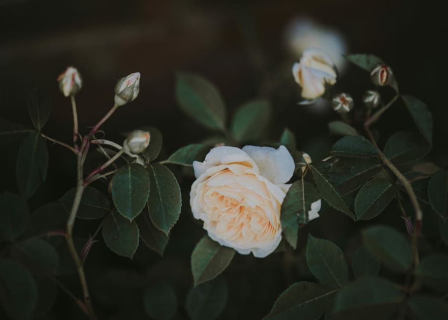 selective focus photography of white petaled flower, white rose in close up shot HD wallpaper