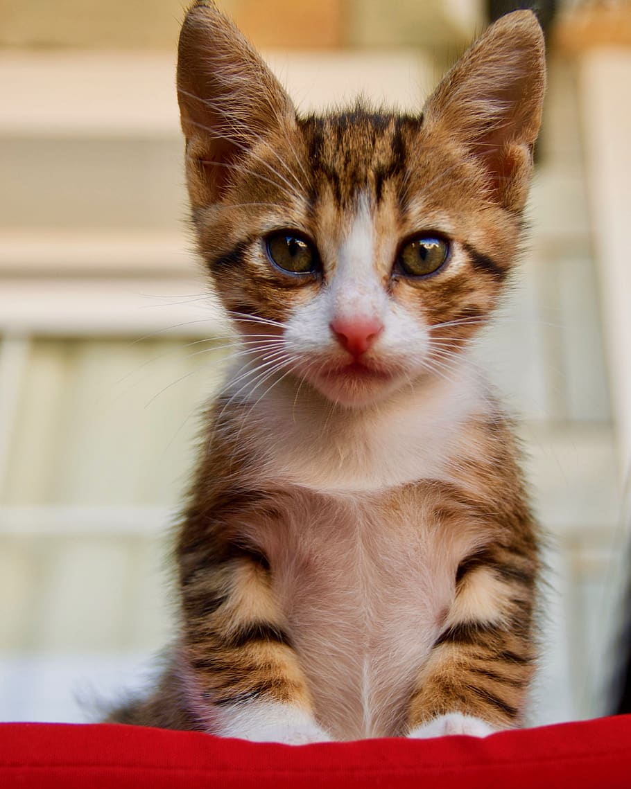 cat, kitten, domestic, pets, domestic animals, mammal, domestic cat, HD wallpaper