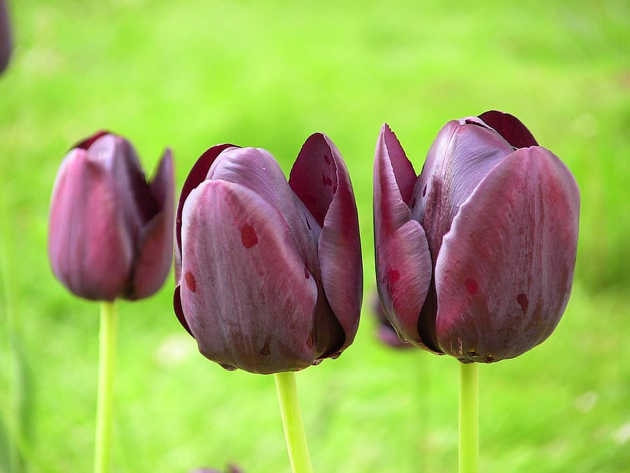 tulip, spring, flower, blossom, springtime, park, bloom, flora HD wallpaper