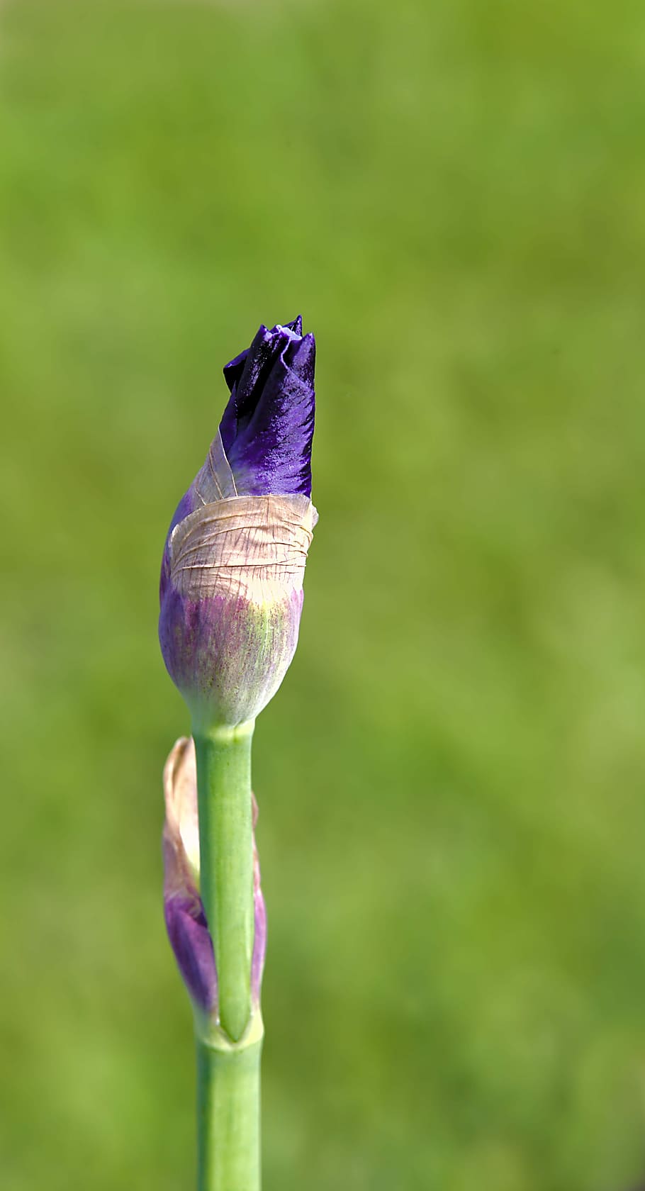 iris, violet, nature, spring, blossom, purple, plant, beauty in nature HD wallpaper