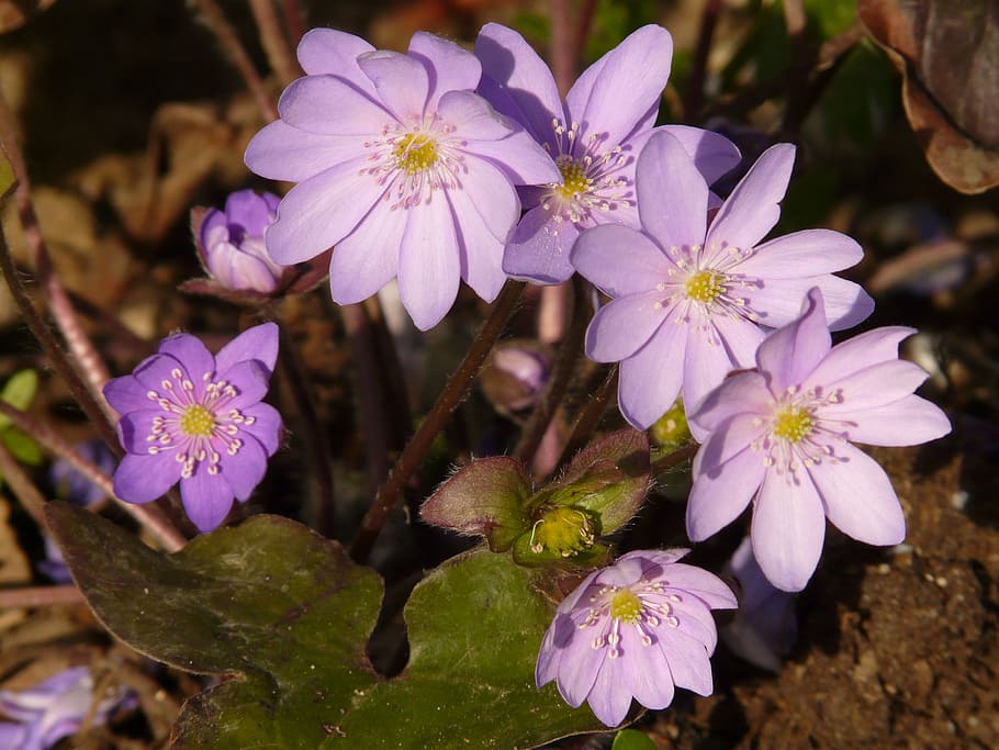 hepatica, anemone, flower, bloom, blossom, spring, beautiful HD wallpaper