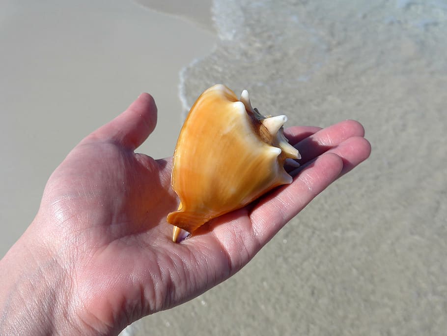 person holding beige conch shell, sand, beach, water, sea, cuba HD wallpaper
