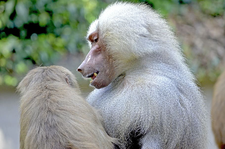 baboon, monkey, sit, watch, monkey males, grey fur, old animal HD wallpaper