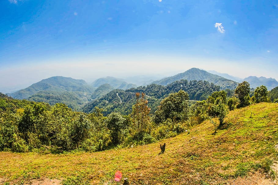 Landscape Photo of Tall Trees on Mountains at Daytime, background HD wallpaper