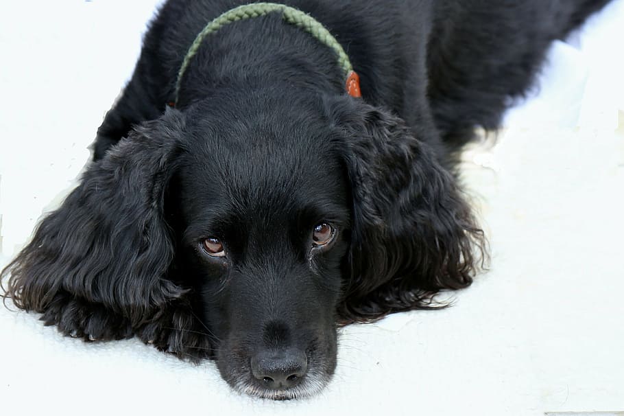 black poodle lying on the ground looking up, cocker spaniel HD wallpaper