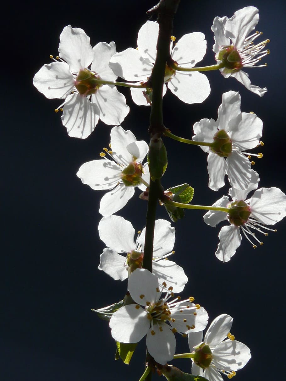 Wild Plum, Plum, Blossom, Bloom, Back Light, tree, branch, american wildpflaume HD wallpaper
