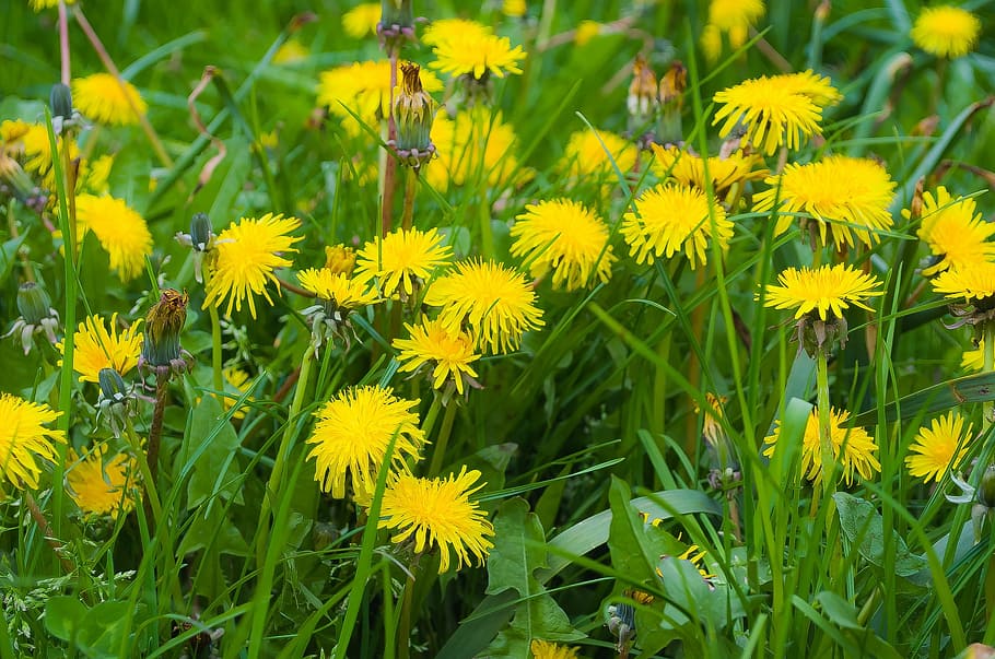 Dandelion, Dandelions, Fluff, Nature, macro, season, spring HD wallpaper