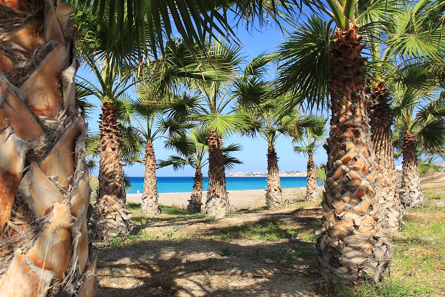 background, beach, blue, coast, landscape, ocean, palm, paradise HD wallpaper