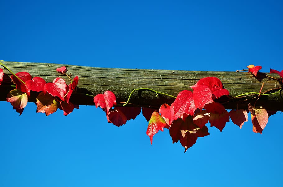red leaves on wooden bar, vine, wine partner, sky, blue sky HD wallpaper