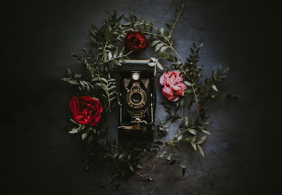 black steel wall decor, gold decor with red petaled flowers, foliage HD wallpaper