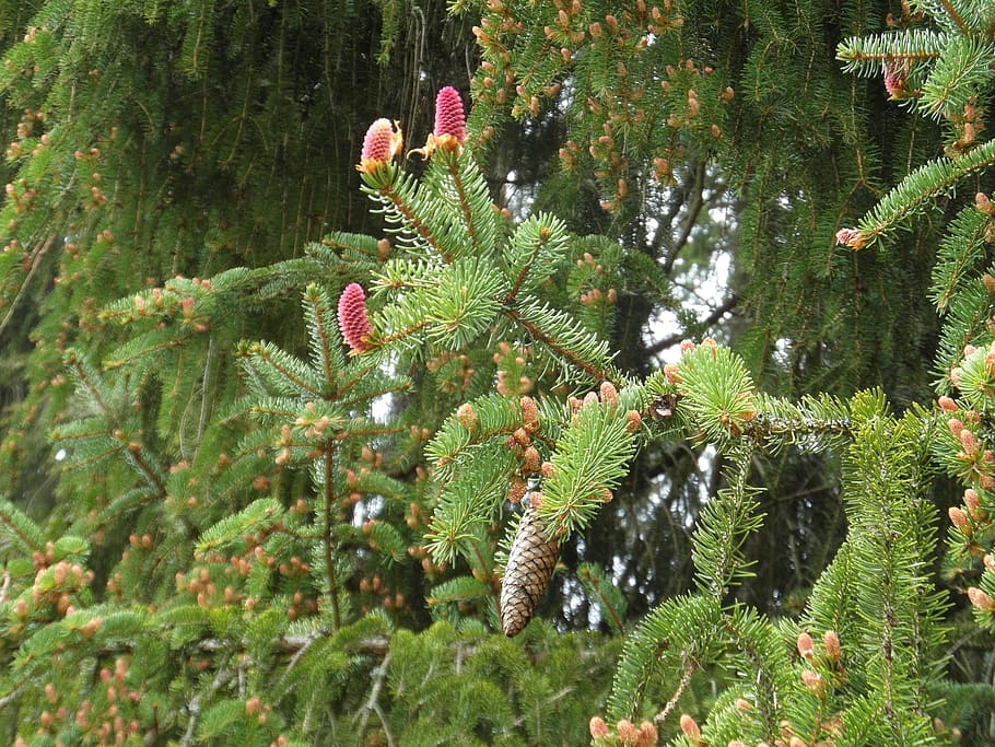 Spruce, Conifer, Pine Cones, Tap, Forest, nature, green, spruce bloom HD wallpaper