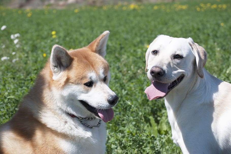 two adult yellow Labrador retriever and brown and white dog close-up photography