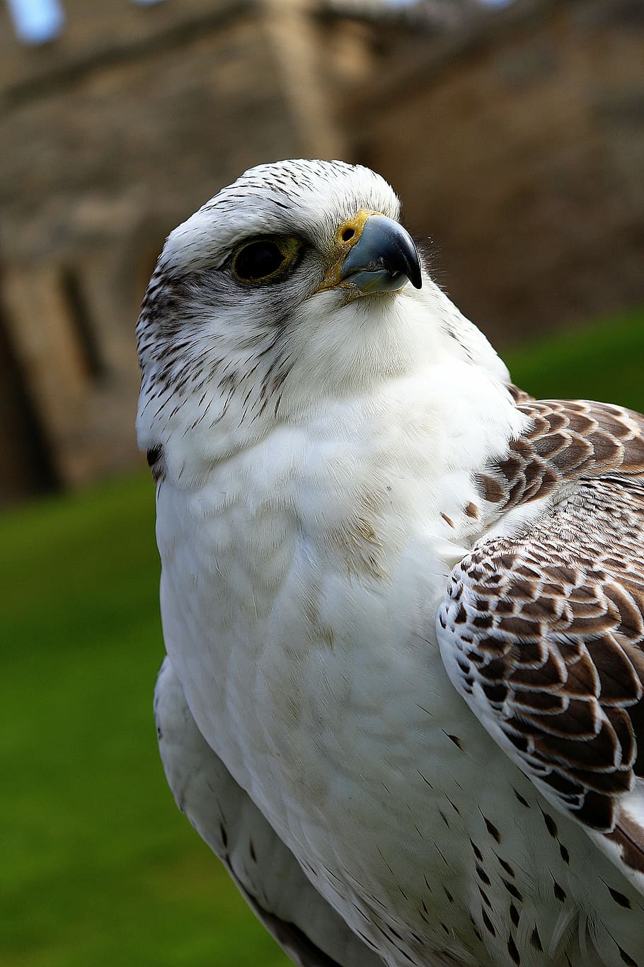 bird, eagle, hawk, wing, animal, nature, flying, feather, bird of Prey HD wallpaper