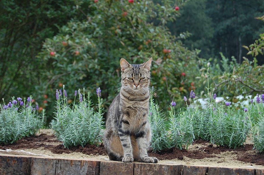 cat, cat eyes, animal, mammal, feline, animal themes, plant HD wallpaper
