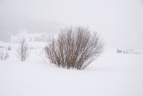 snow, whiteout, bush, cold, winter, nature, outdoors, storm HD wallpaper