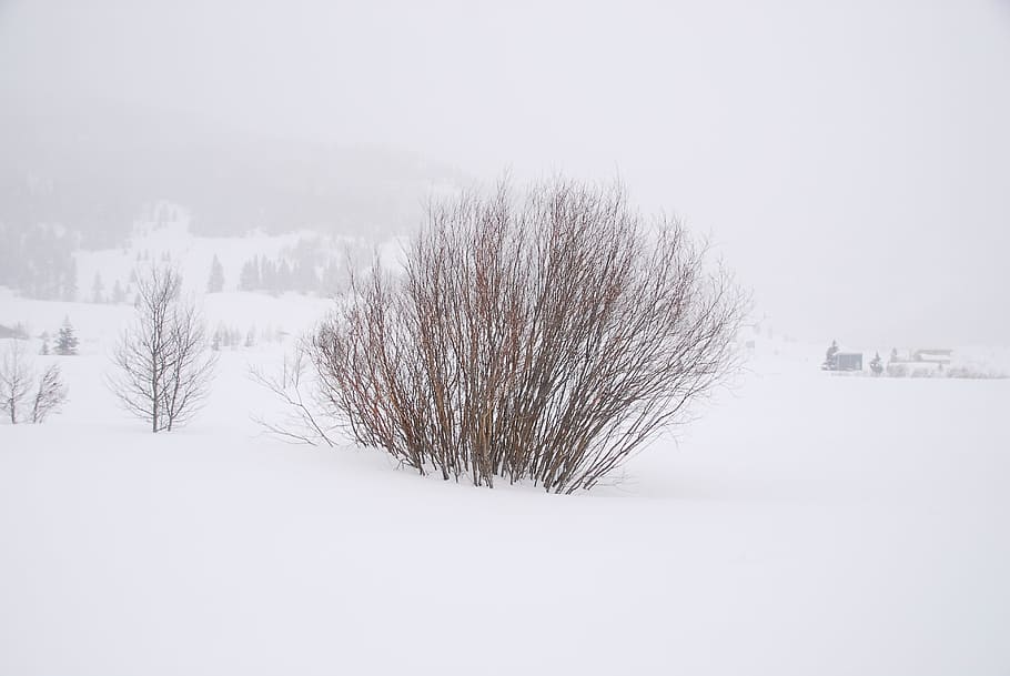snow, whiteout, bush, cold, winter, nature, outdoors, storm HD wallpaper