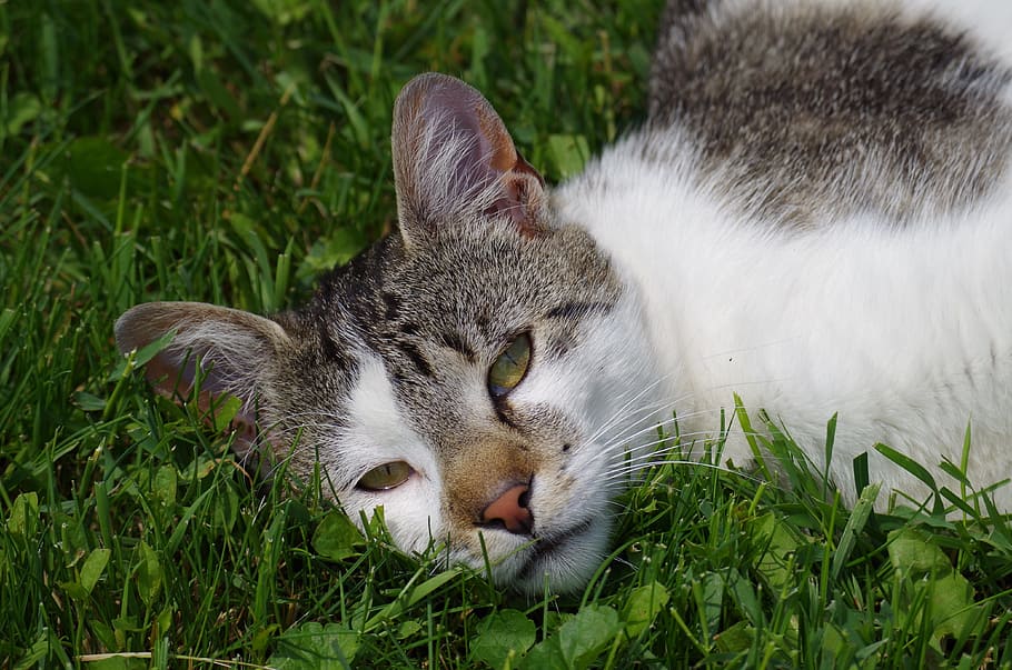 Cat, Rest, strakatá, domestic Cat, pets, animal, grass, cute HD wallpaper