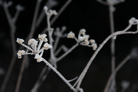 winter, frost, chill, tree, snow, white, nature, field, frozen HD wallpaper