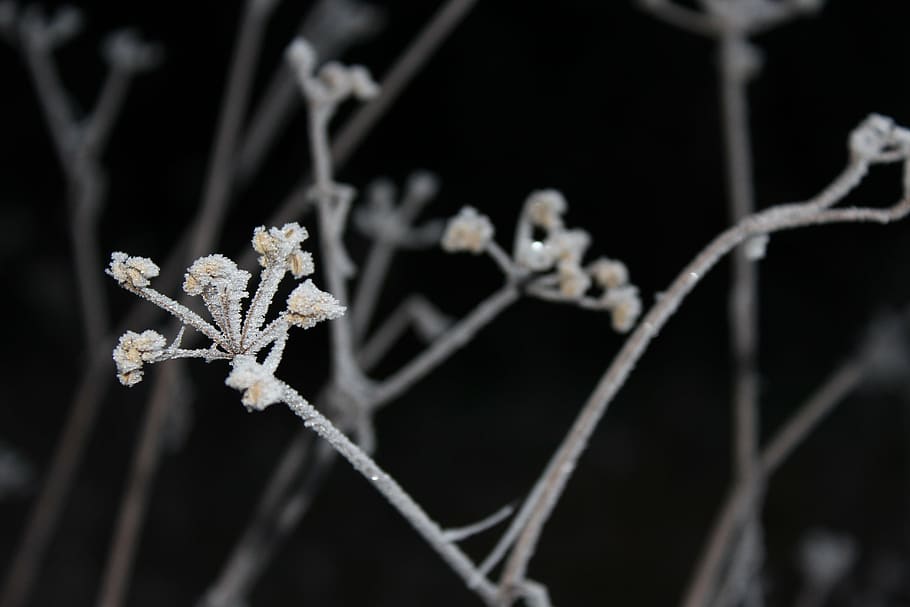 winter, frost, chill, tree, snow, white, nature, field, frozen HD wallpaper