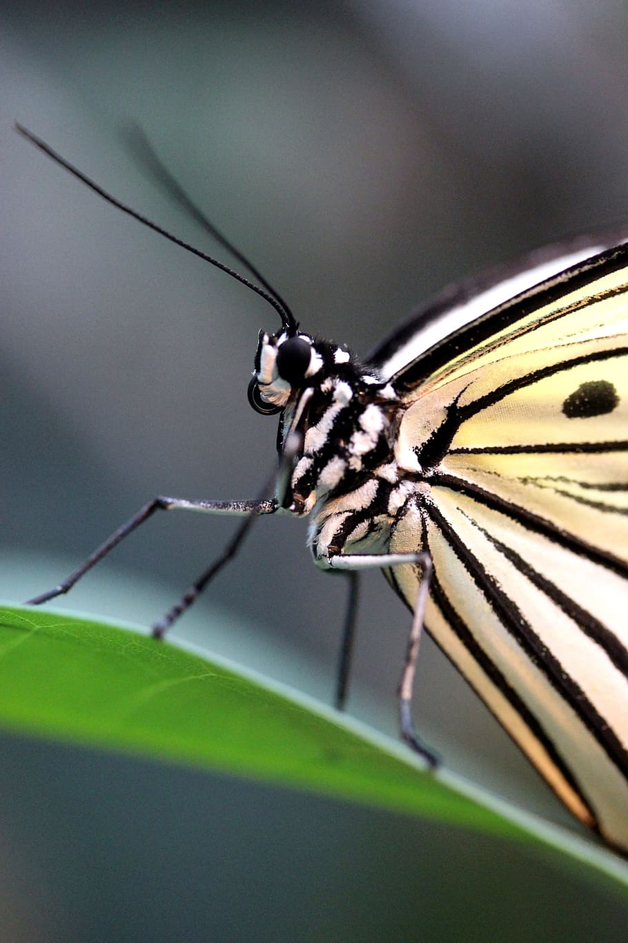 butterfly, baumnymphe, macro, close, black white, macro photography HD wallpaper