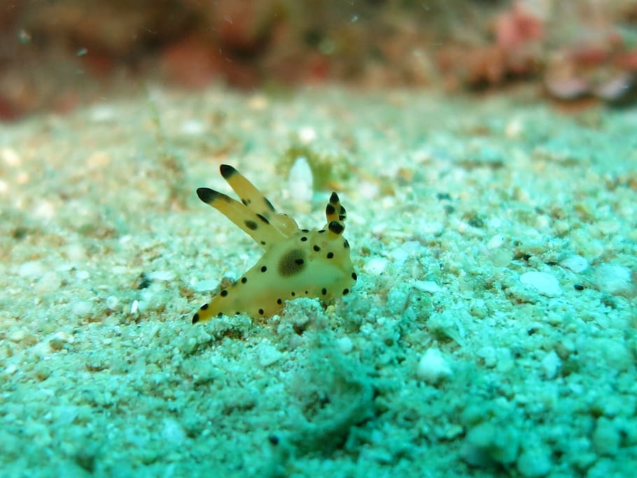 nudibranch, thecasera, ocean, critter, scuba diving, marine, HD wallpaper