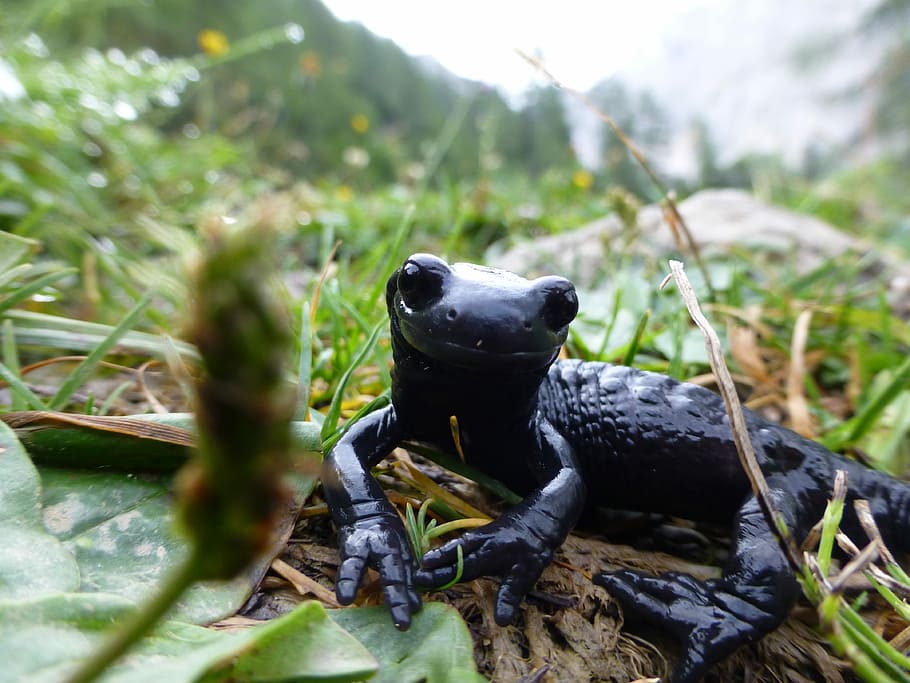 Salamander, Alpine, Nature, black, amphibian, one animal, reptile HD wallpaper