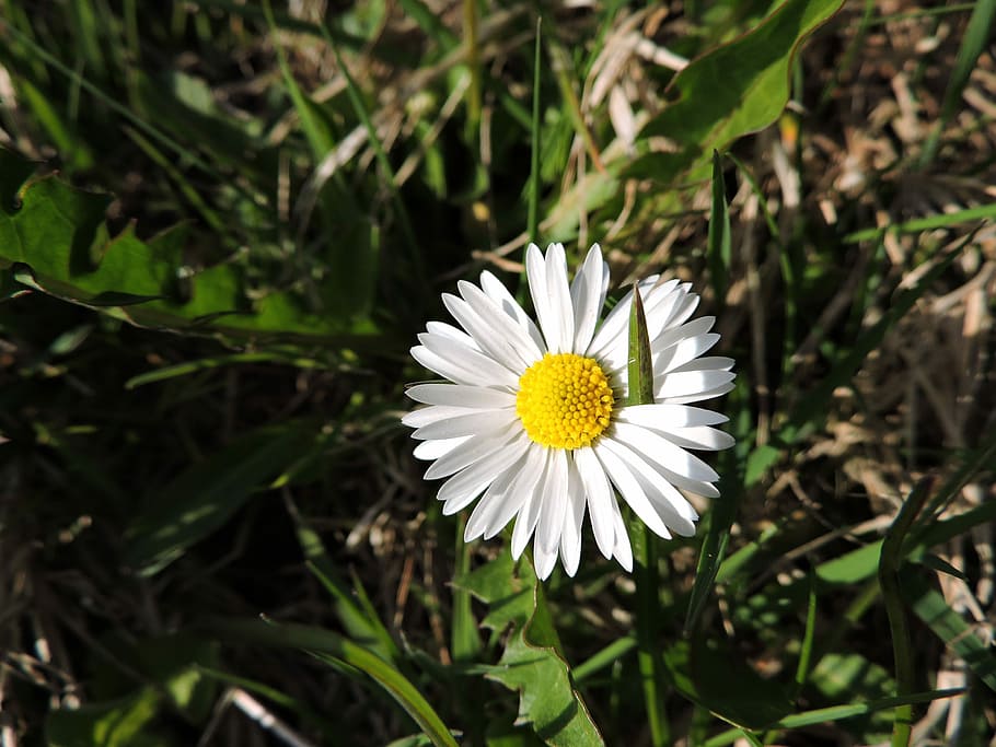 Daisy, Meadow, Nature, Green, wildflowers, close, grass, spring HD wallpaper