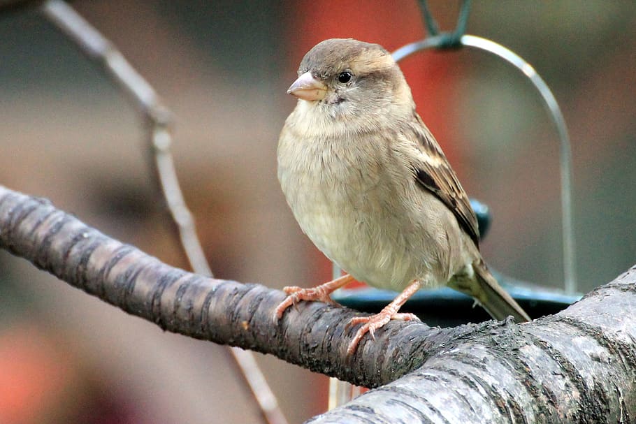 bird on tree branch, sparrow, sperling, plumage, songbird, nature HD wallpaper