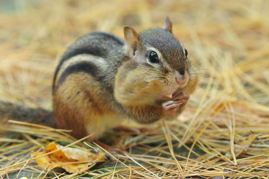 grey and black squirrel selective focus photo, chipmunk, rodent HD wallpaper