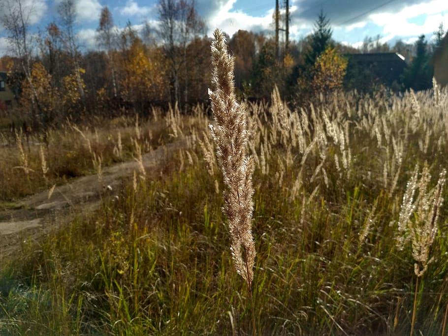 nature, dacha, autumn, plant, land, growth, no people, grass HD wallpaper