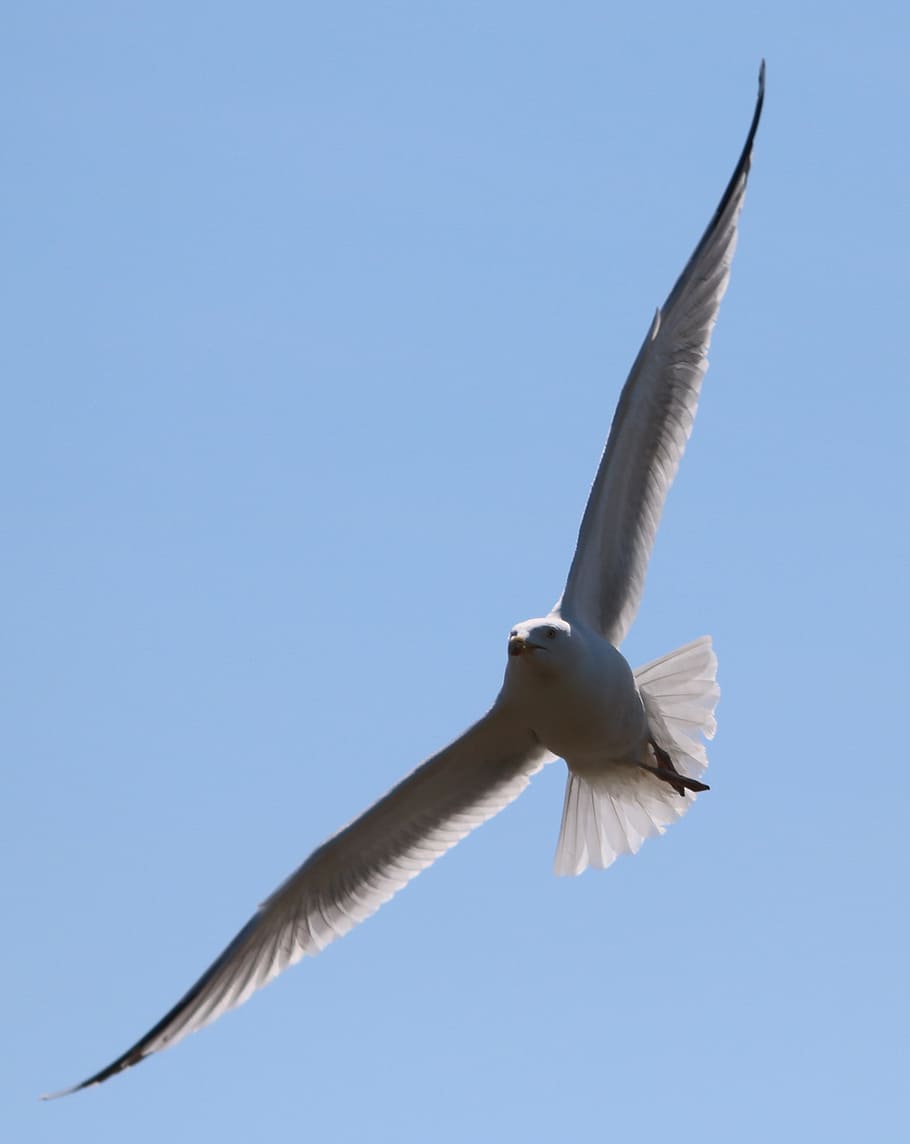 seagull, flying, bird, in flight, sky, nature, seabird, outdoors HD wallpaper