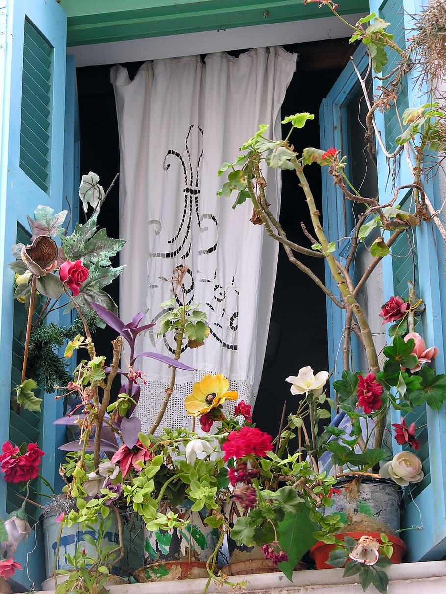 Window, Plants, Colors, blue, open window, flower, leaf, no people HD wallpaper
