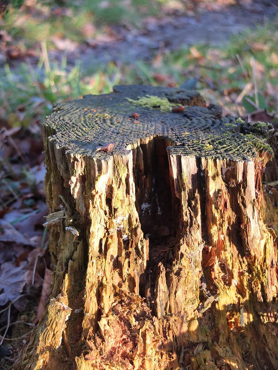 Tree Stump, Tree Trunk, Sawed Off, decay, decomposition, wood - material HD wallpaper