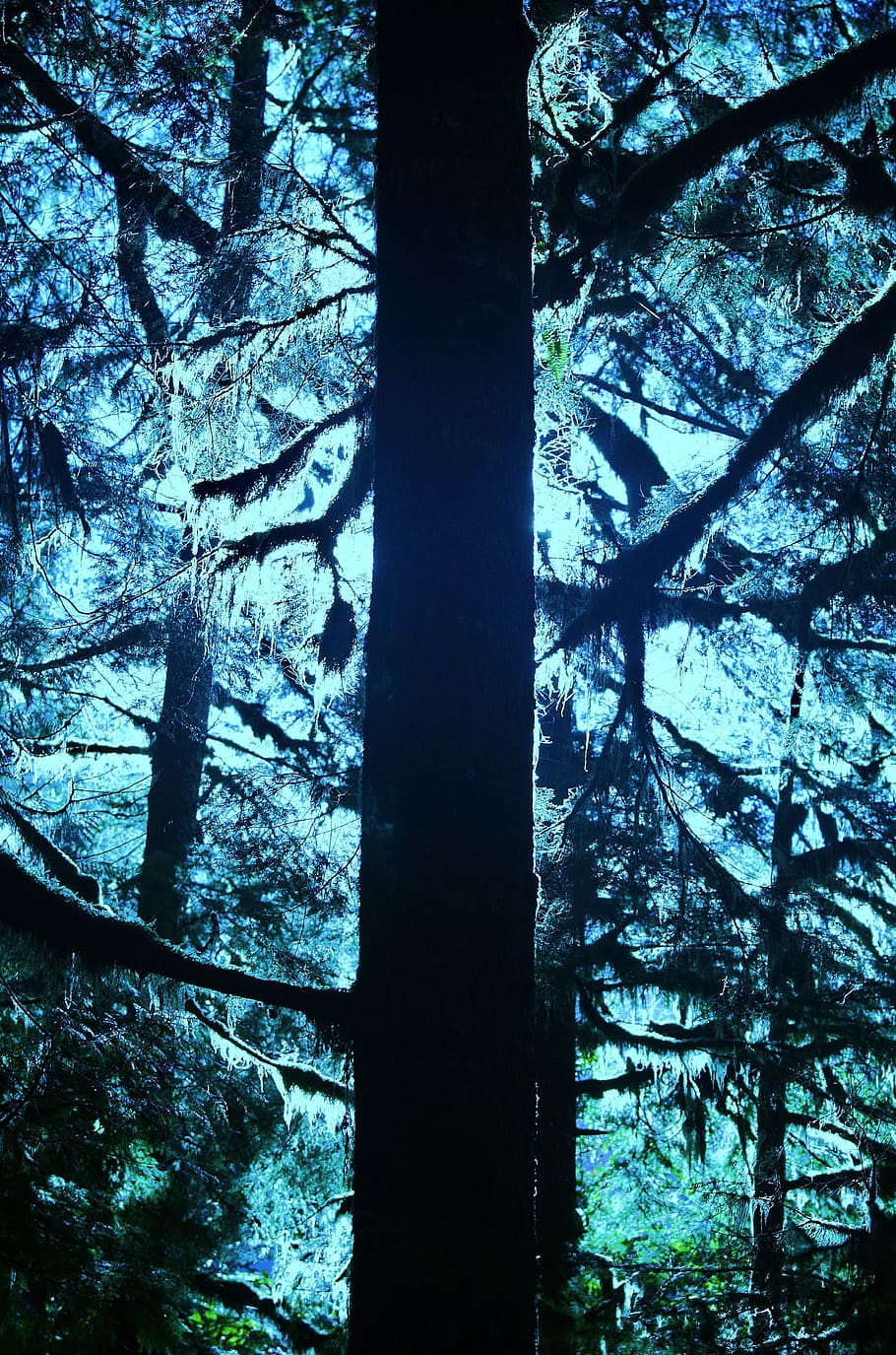 Tree, Mist, Lichen, Nature, blue grey, woods, moss, forest HD wallpaper