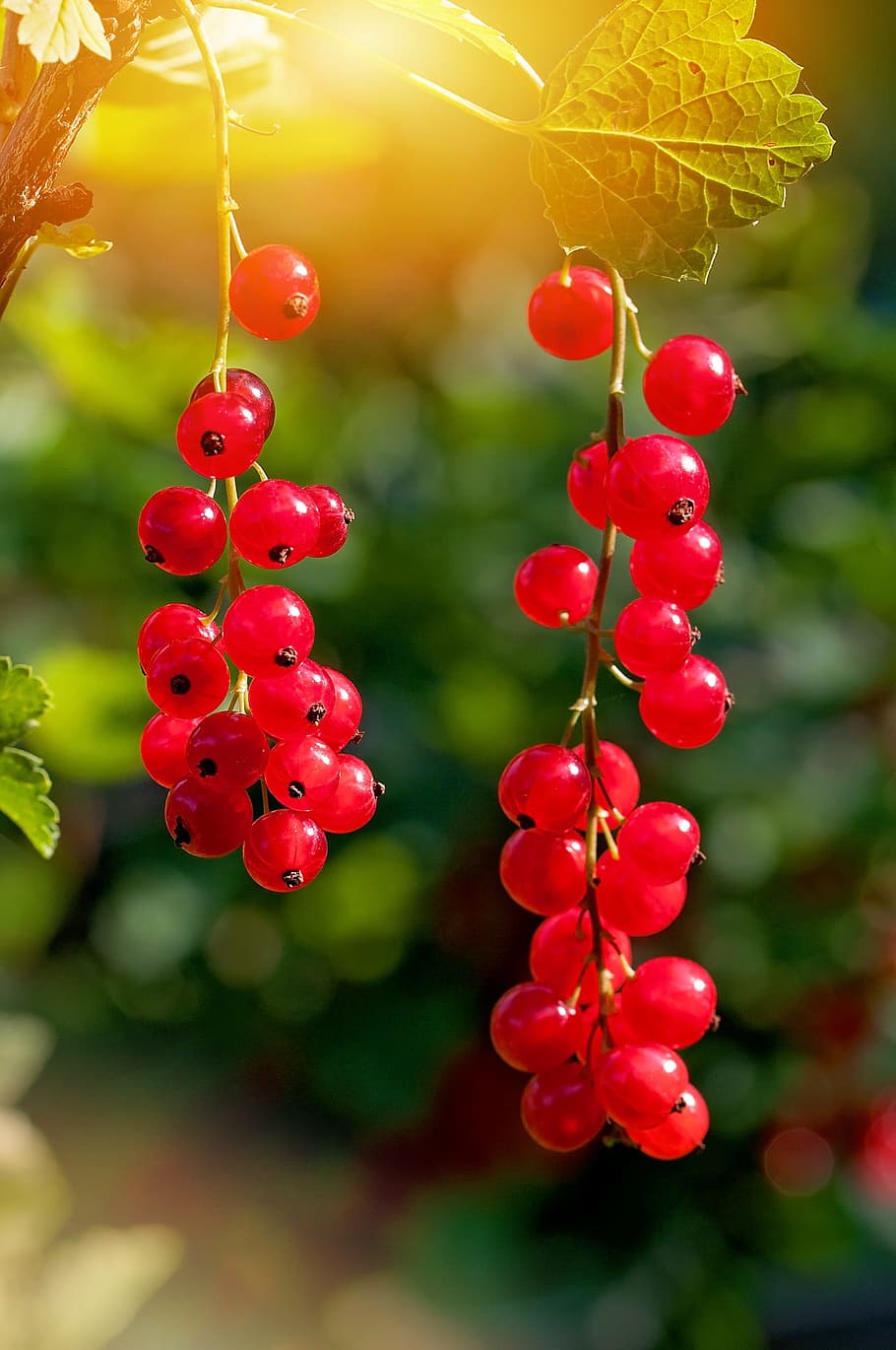 red berries in selective focus photography, red currant, fruit HD wallpaper