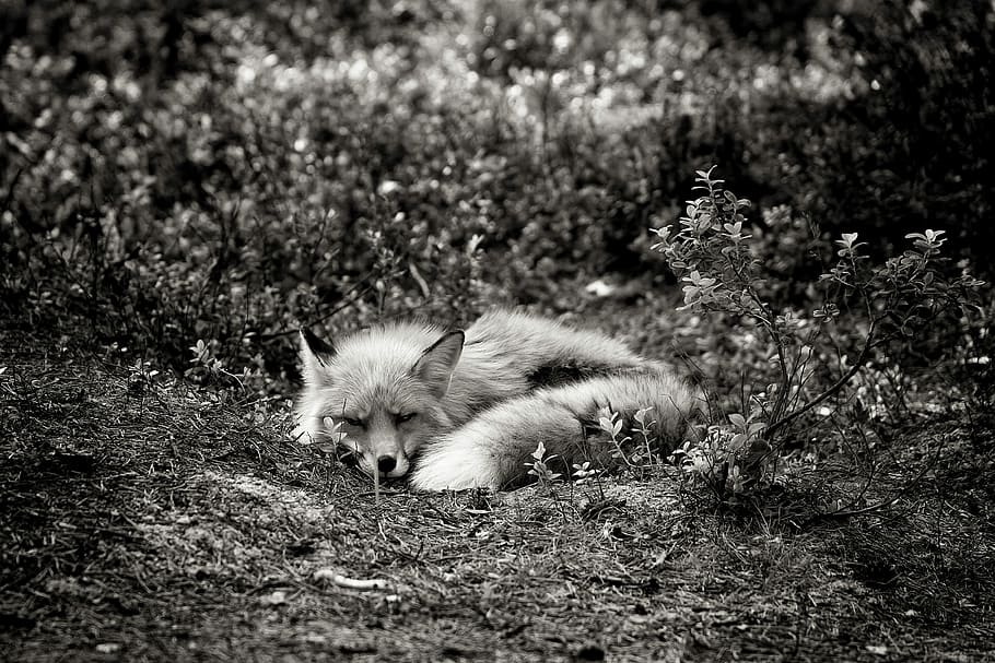 grayscale photography of fox lying on grass, fox lying on soil near plants HD wallpaper
