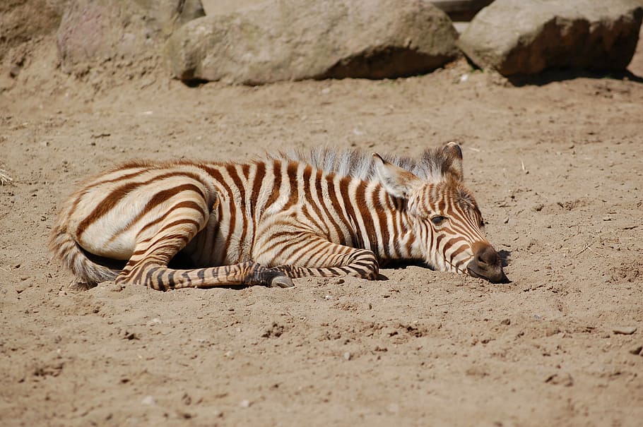 Zebra, Sand, Rest, animals in the wild, animal wildlife, one animal HD wallpaper