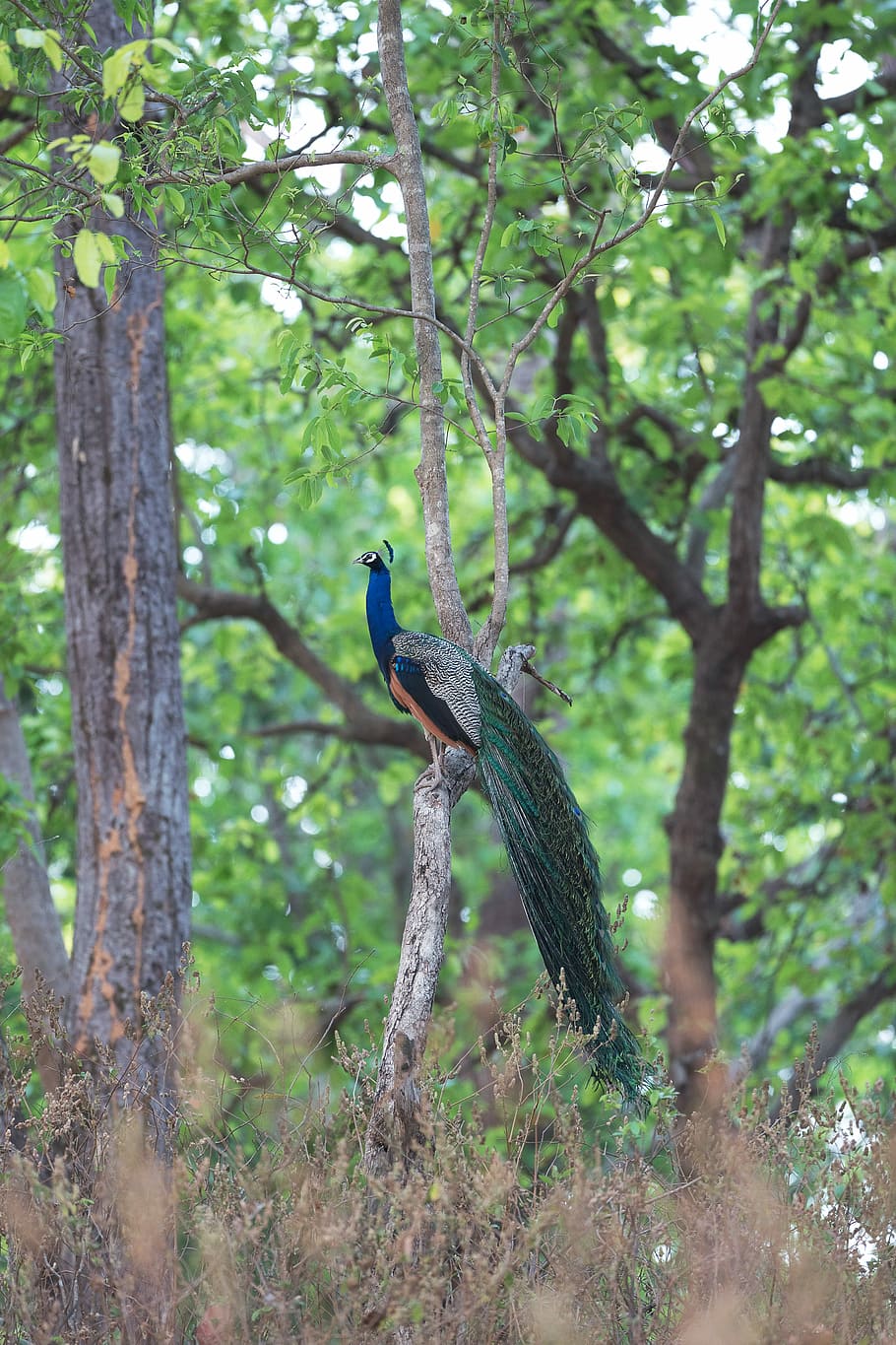 peafowl on tree, woodland, forest, peacock, bird, animal wildlife