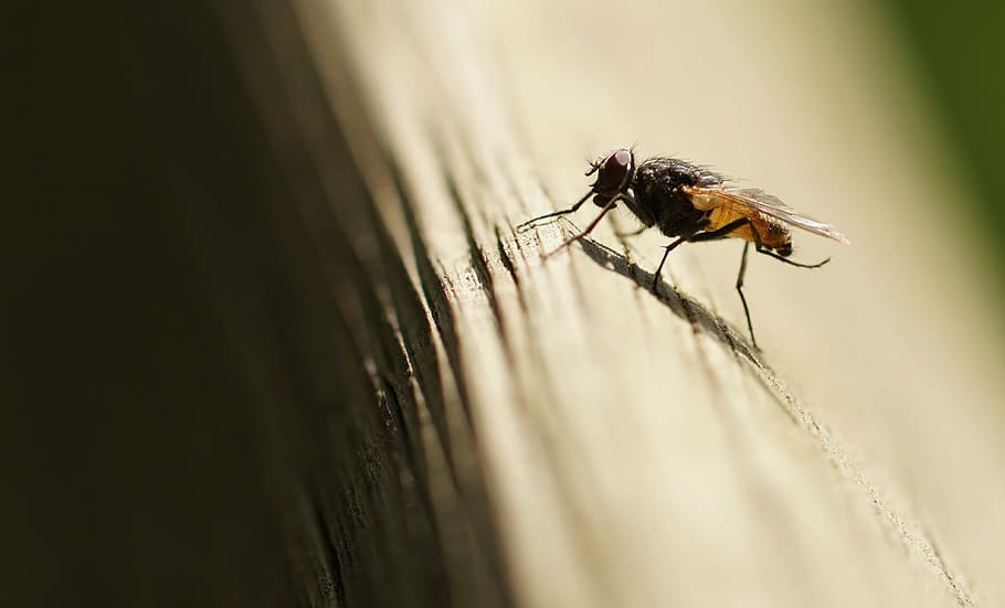 fly, insect, wing, nature, close, macro, compound eyes, animals HD wallpaper