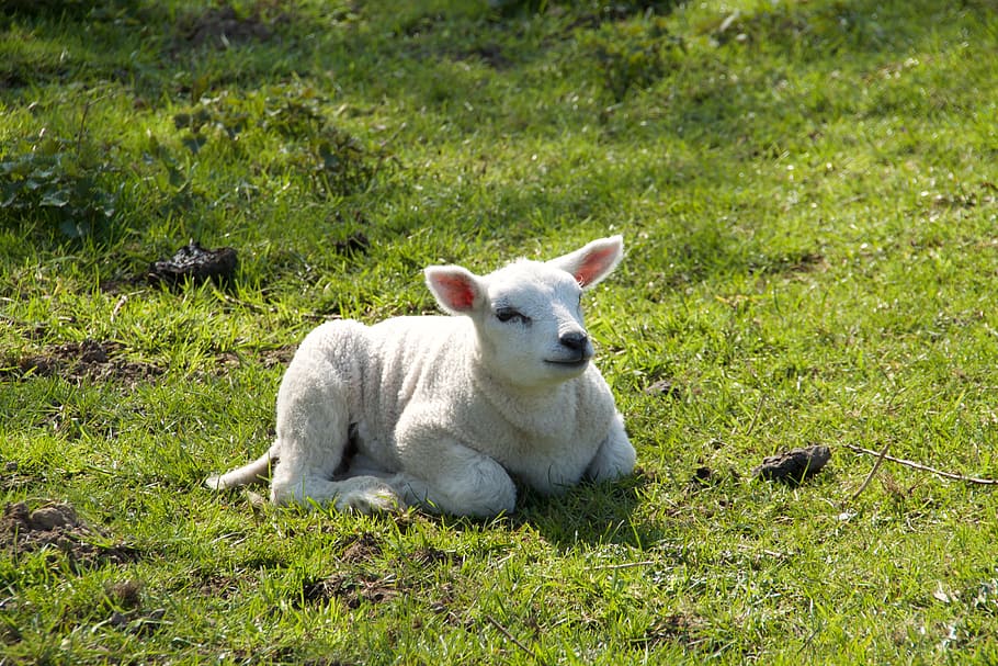 Spring, Lambs, Sheep, Young, Animal, pasture, outdoor life HD wallpaper