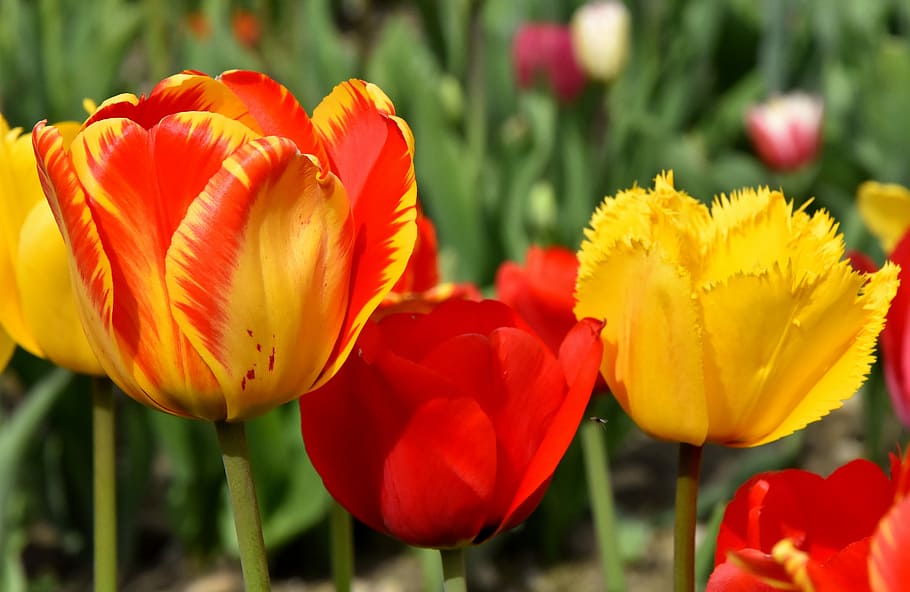 red and yellow petaled flower, tulips, flowers, colorful, spring flowers HD wallpaper