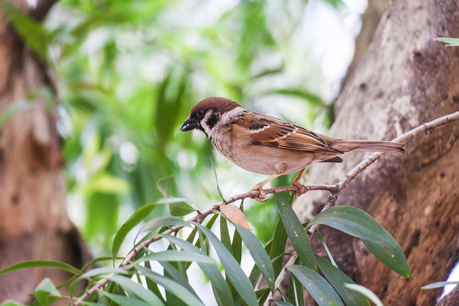 nature, bird, wildlife, tree, outdoor, animal, compact, wings HD wallpaper