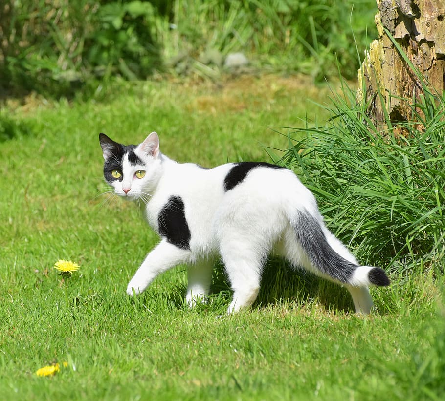 cat, garden, grass, attention, nature, spring, curiosity, rush HD wallpaper