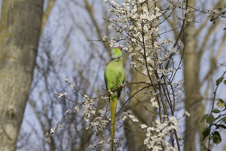 Parakeet, Collar, Nature, Spring, Animal, feathers, birds, no people HD wallpaper